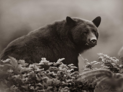 Picture of BLACK BEAR IN HUCKLEBERRY SEPIA