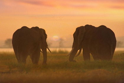 Picture of AFRICAN ELEPHANTS AT SUNRISE-AMBOSELI NATIONAL RESERVE-KENYA