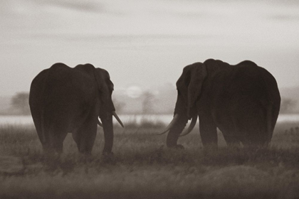 Picture of AFRICAN ELEPHANTS AT SUNRISE-AMBOSELI NATIONAL RESERVE-KENYA SEPIA