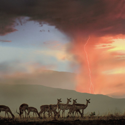 Picture of IMPALA AND LIGHTNING 