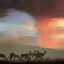 Picture of IMPALA AND LIGHTNING 