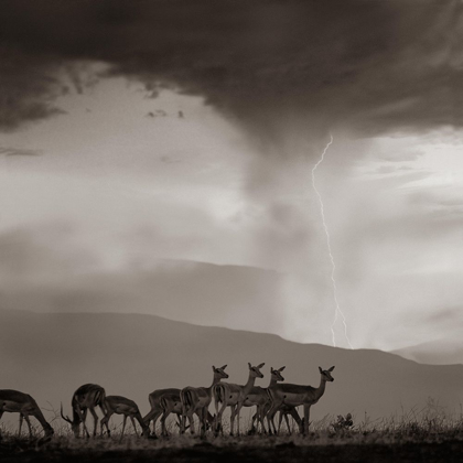 Picture of IMPALA AND LIGHTNING  SEPIA