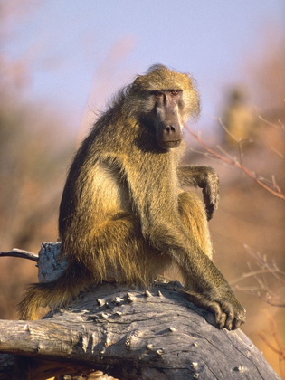 Picture of OLIVE BABOON-KENYA