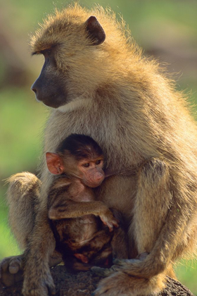 Picture of OLIVE BABOON-MOTHER AND BABY-KENYA