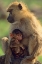 Picture of OLIVE BABOON-MOTHER AND BABY-KENYA