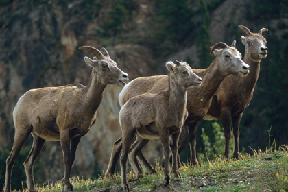 Picture of BIGHORN SHEEP