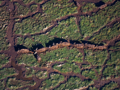 Picture of AFRICAN BUFFALO HERD IN SWAMP-AMBOSELI-KENYA