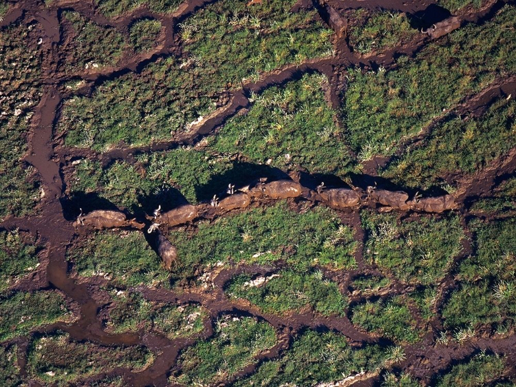 Picture of AFRICAN BUFFALO HERD IN SWAMP-AMBOSELI-KENYA