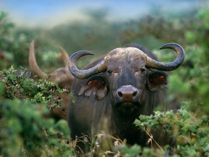 Picture of AFRICAN BUFFALO