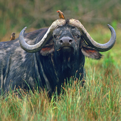Picture of AFRICAN BUFFALO WITH OXPECKERS