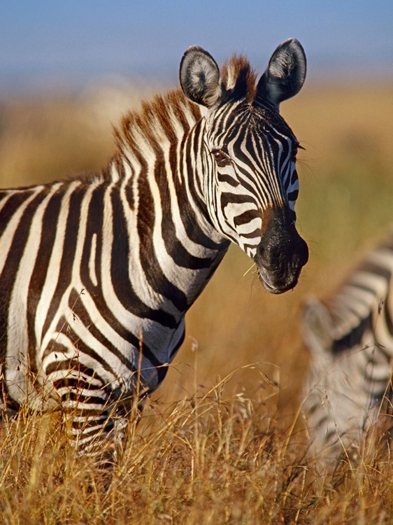 Picture of ZEBRA