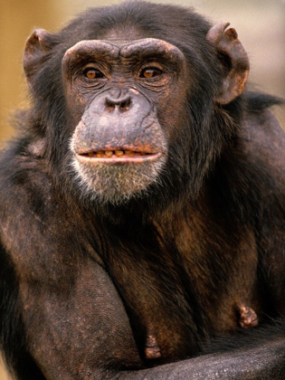 Picture of CHIMPANZEE