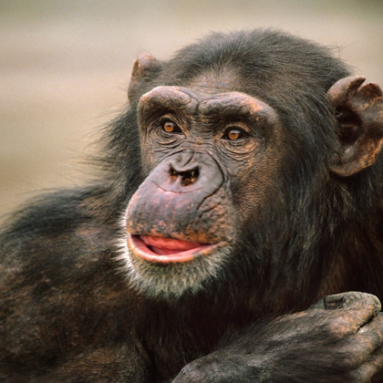 Picture of CHIMPANZEE