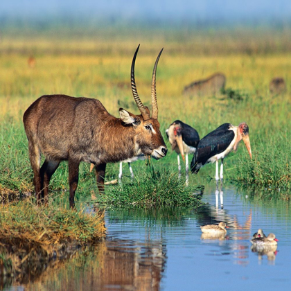 Picture of DEFASSA WATERBUCK-MARABOU STORKS-WATERFOWL-KENYA