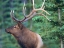 Picture of ELK