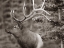 Picture of ELK SEPIA