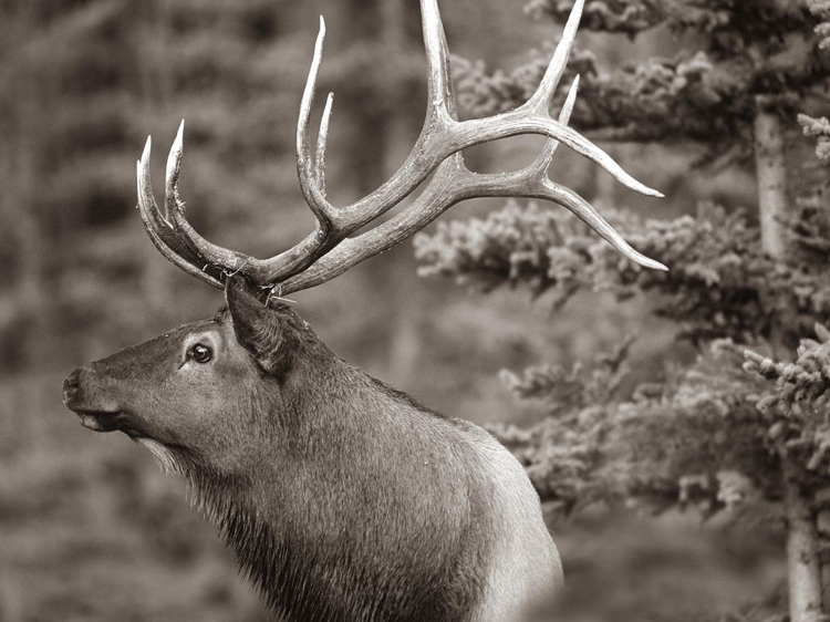 Picture of ELK SEPIA