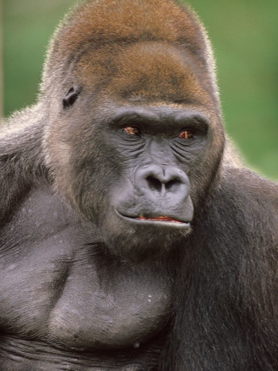 Picture of GORILLA