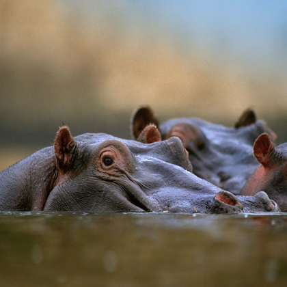 Picture of HIPPOPOTAMUS-MARA RIVER-KENYA