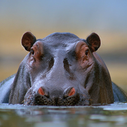 Picture of HIPPOPOTAMUS-MARA RIVER-KENYA