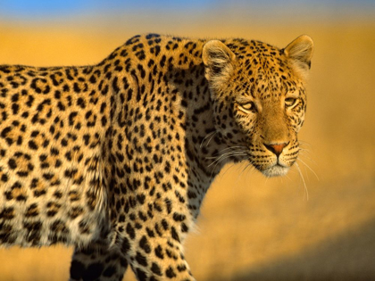 Picture of LEOPARD-KENYA