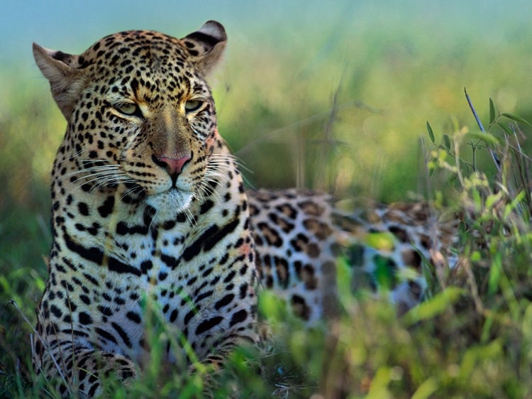 Picture of LEOPARD-KENYA