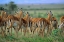 Picture of IMPALA HERD KENYA