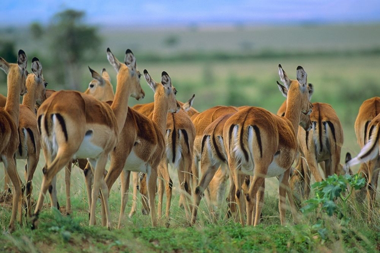 Picture of IMPALA HERD KENYA