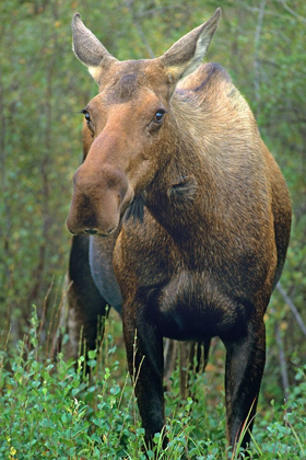 Picture of MOOSE