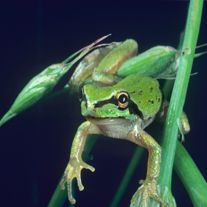 Picture of PACIFIC TREE FROG