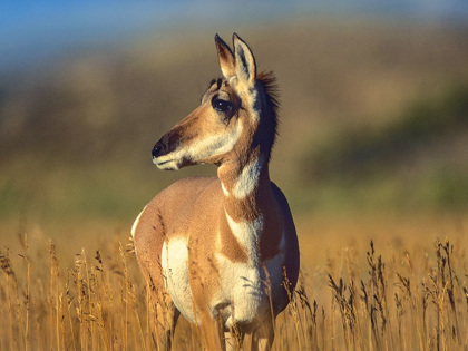 Picture of PRONGHORN ANTELOPE
