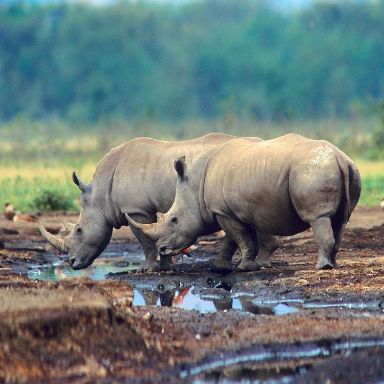 Picture of WHITE RHINOCEROS-KENYA