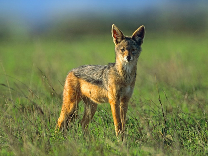 Picture of SILVER-BACKED JACKAL-KENYA