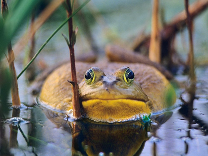 Picture of BULL FROG