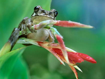 Picture of TREE FROG ON HELECONIA
