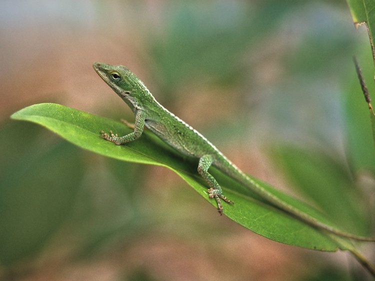 Picture of GREEN ANOLE
