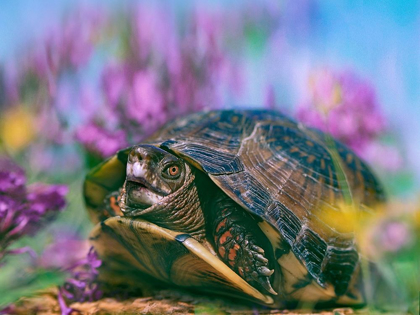 Picture of THREE-TOED BOX TURTLE