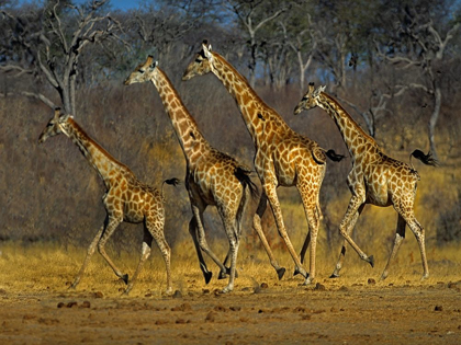 Picture of MASAI GIRAFFES RUNNING