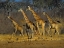 Picture of MASAI GIRAFFES RUNNING