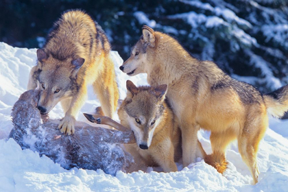 Picture of GRAY WOLVES FIGHTING OVER A DEER CARCASS IN SNOW
