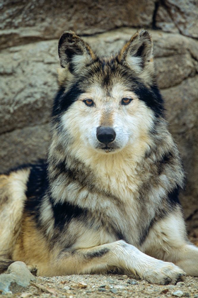 Picture of MEXICAN GRAY WOLF