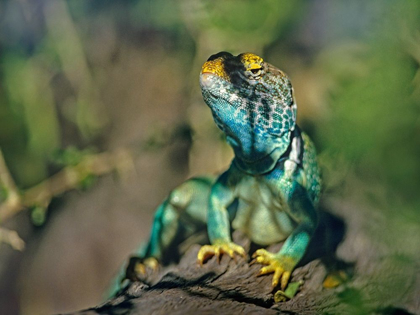 Picture of COLLARED LIZARD