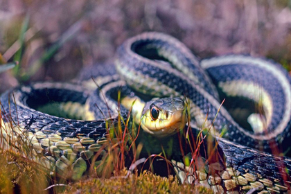 Picture of COMMON GARTER SNAKE