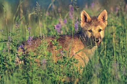 Picture of WOLF PUP