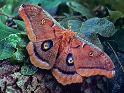 Picture of POLYPHEMUS MOTH
