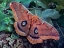 Picture of POLYPHEMUS MOTH