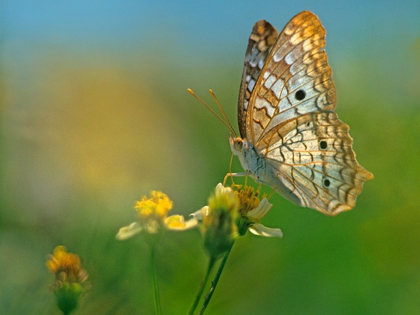 Picture of WHITE PEACOCK BUTTERFLY