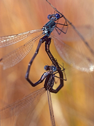 Picture of DAMSELFLIES MATING