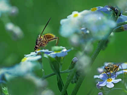 Picture of FLY ON FORGET-ME-NOT