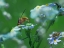 Picture of FLY ON FORGET-ME-NOT